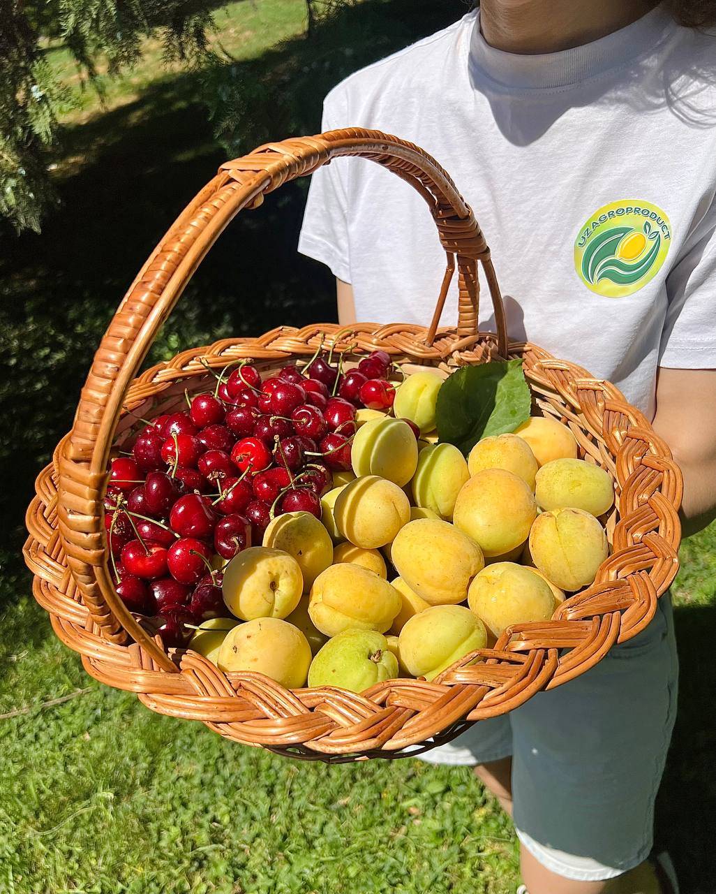 Harvest basket with cherries and apricots